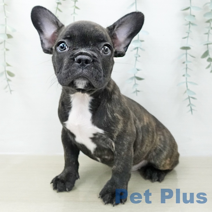 フレンチ・ブルドッグ