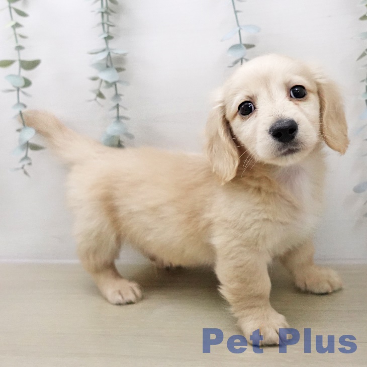 ミニチュア・ダックスフンド