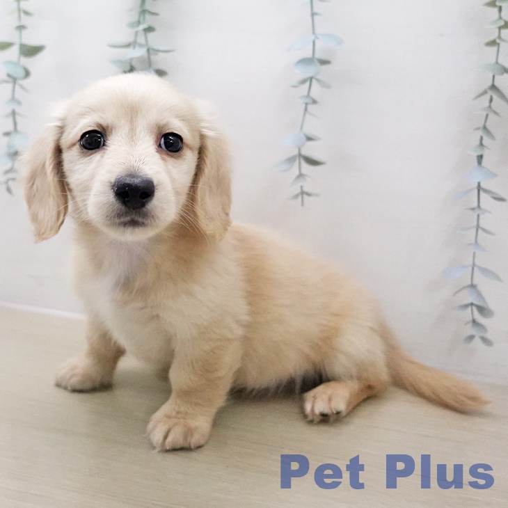 ミニチュア・ダックスフンドの写真2