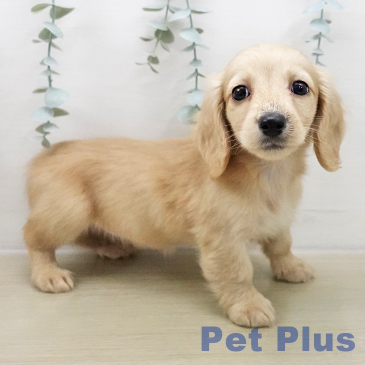 ミニチュア・ダックスフンド