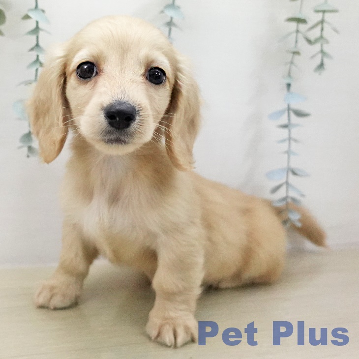 ミニチュア・ダックスフンドの写真2