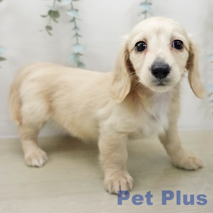 ミニチュア・ダックスフンド