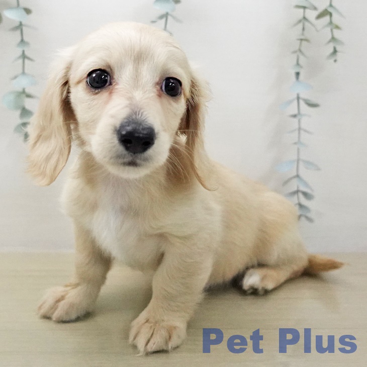 ミニチュア・ダックスフンドの写真2