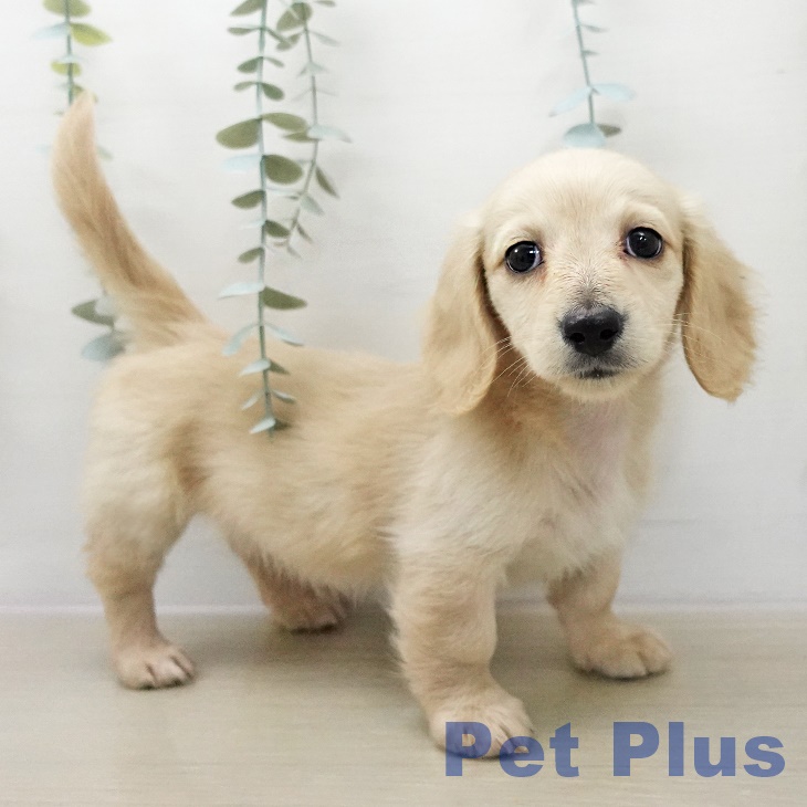 ミニチュア・ダックスフンド