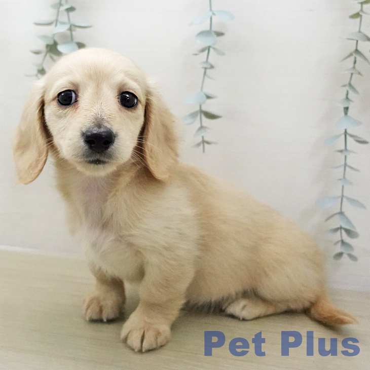 ミニチュア・ダックスフンドの写真2