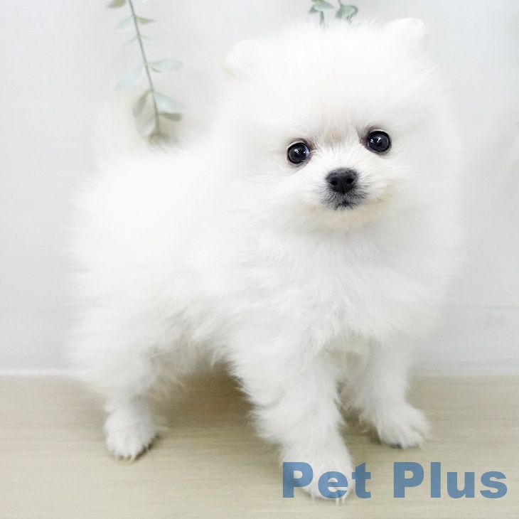 ポメラニアンの写真2