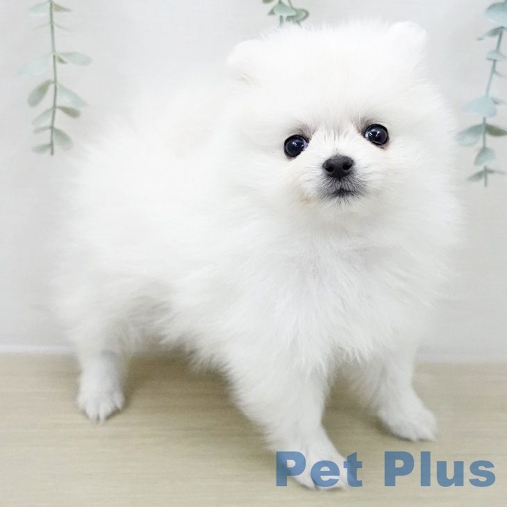 ポメラニアンの写真2