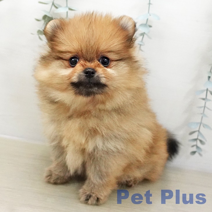 ポメラニアンの写真2