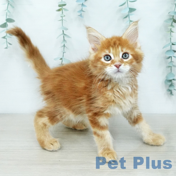 メインクーンの写真2