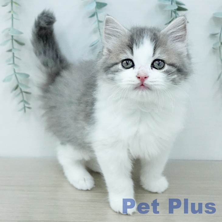 スコティッシュフォールドの写真2