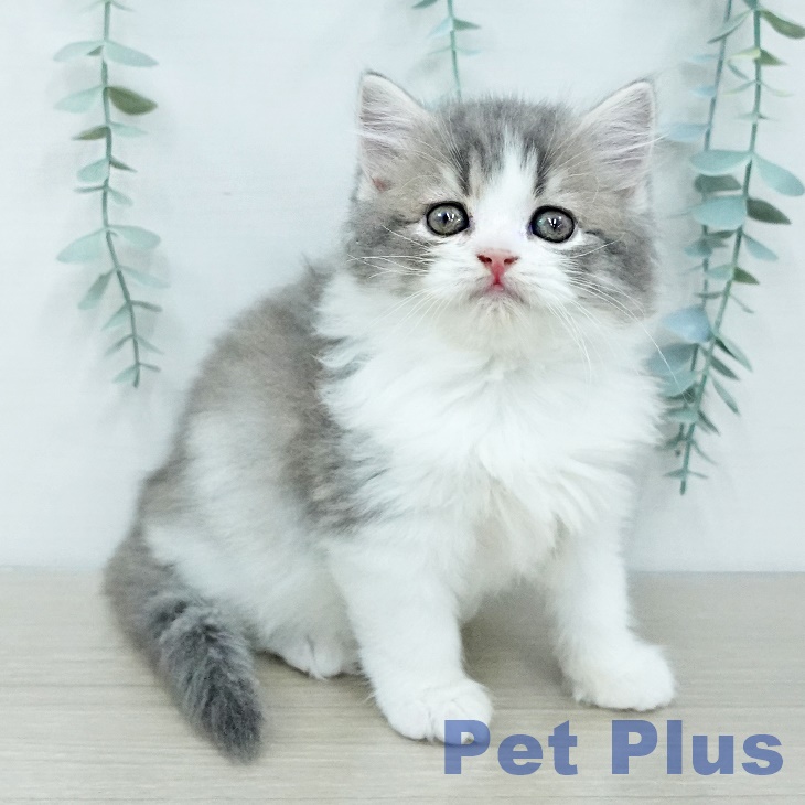 スコティッシュフォールド