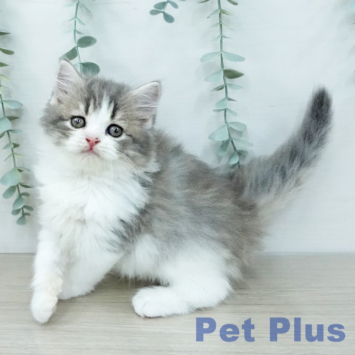 スコティッシュフォールドの写真2