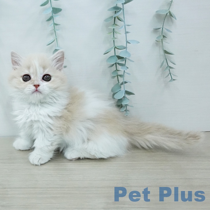 マンチカンの写真2