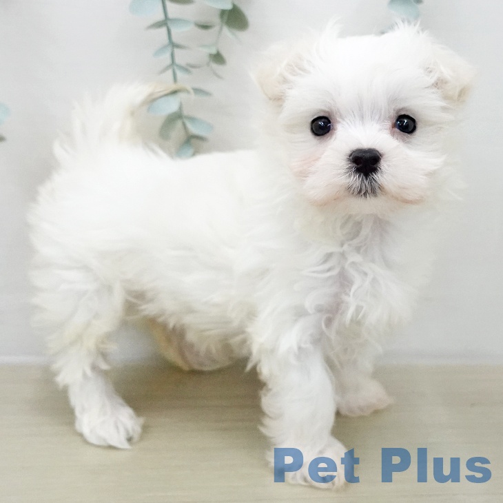 マルチーズの写真2