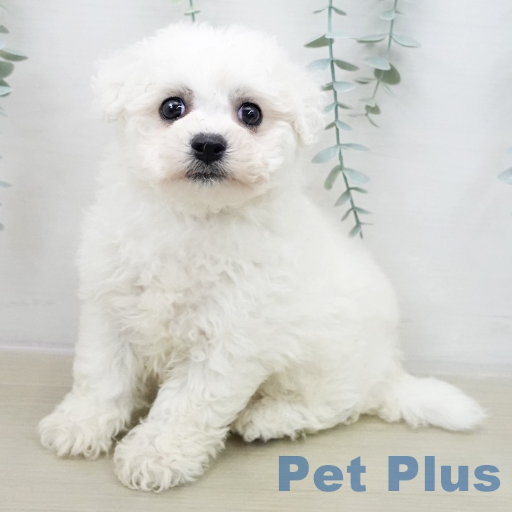 ビション・フリーゼ