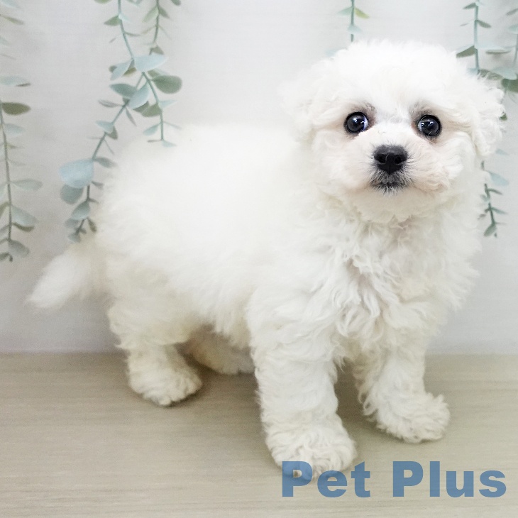 ビション・フリーゼの写真2