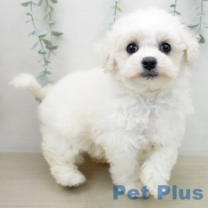 ビション・フリーゼの写真2