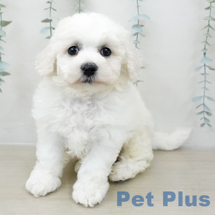 ビション・フリーゼ