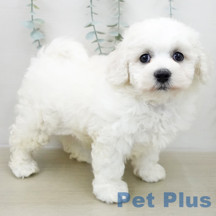 ビション・フリーゼの写真2