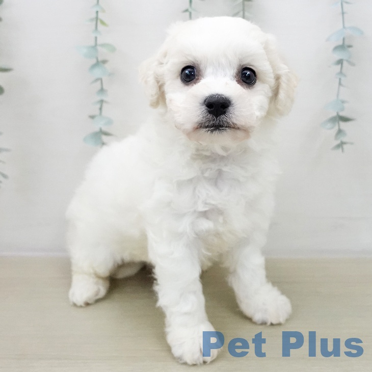 ビション・フリーゼの写真2