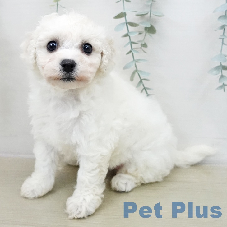 ビション・フリーゼ