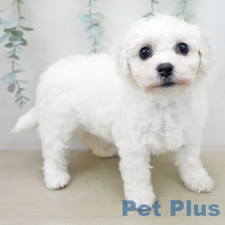 ビション・フリーゼの写真2