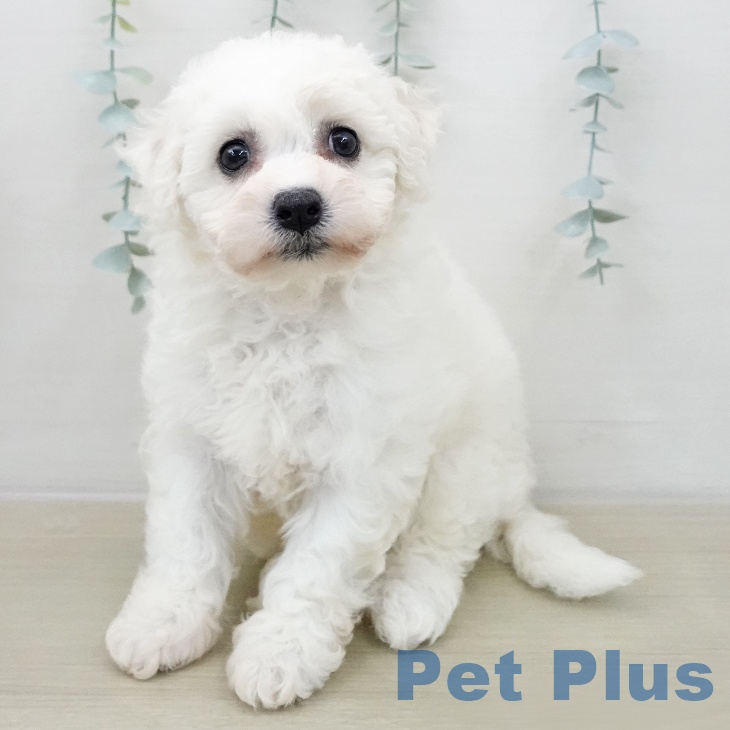 ビション・フリーゼの写真2