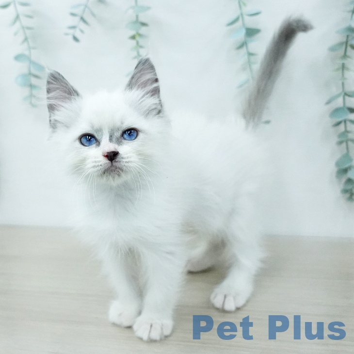 ラグドールの写真2