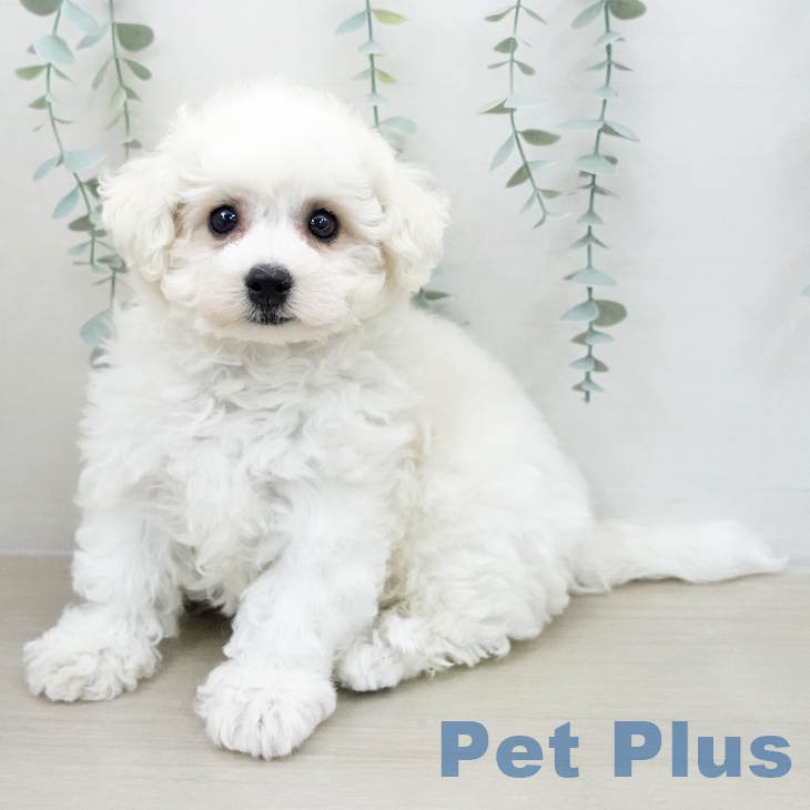 ビション・フリーゼ