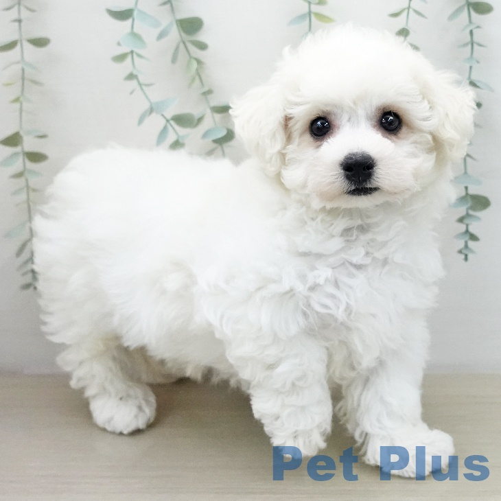 ビション・フリーゼの写真2