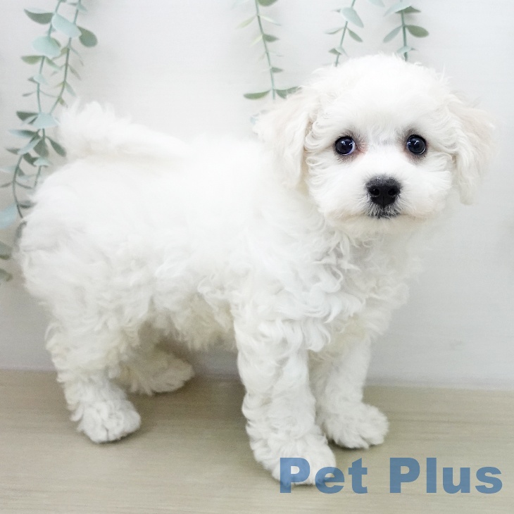 ビション・フリーゼ