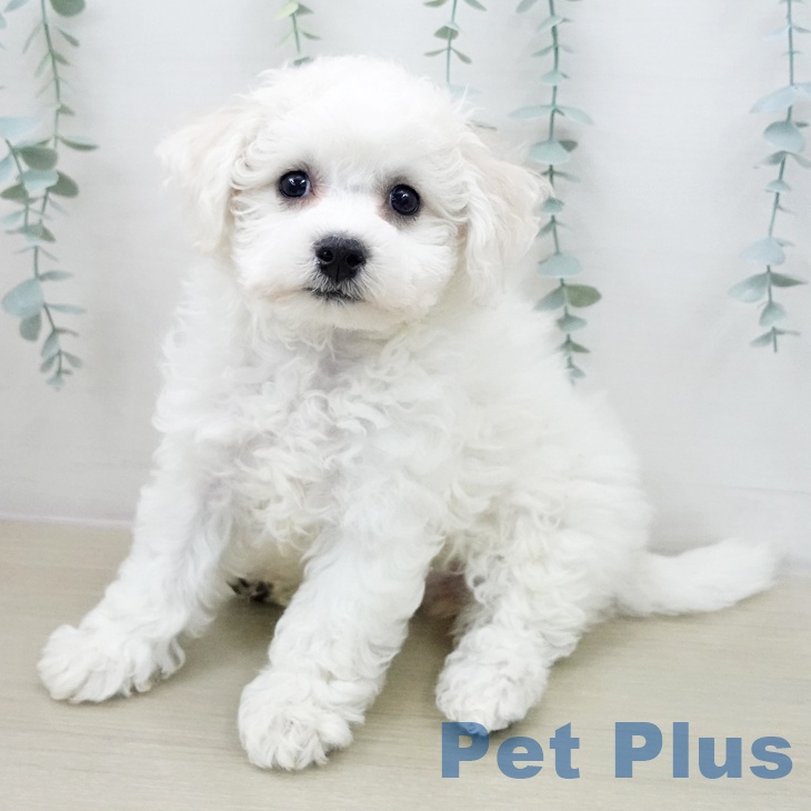 ビション・フリーゼの写真2