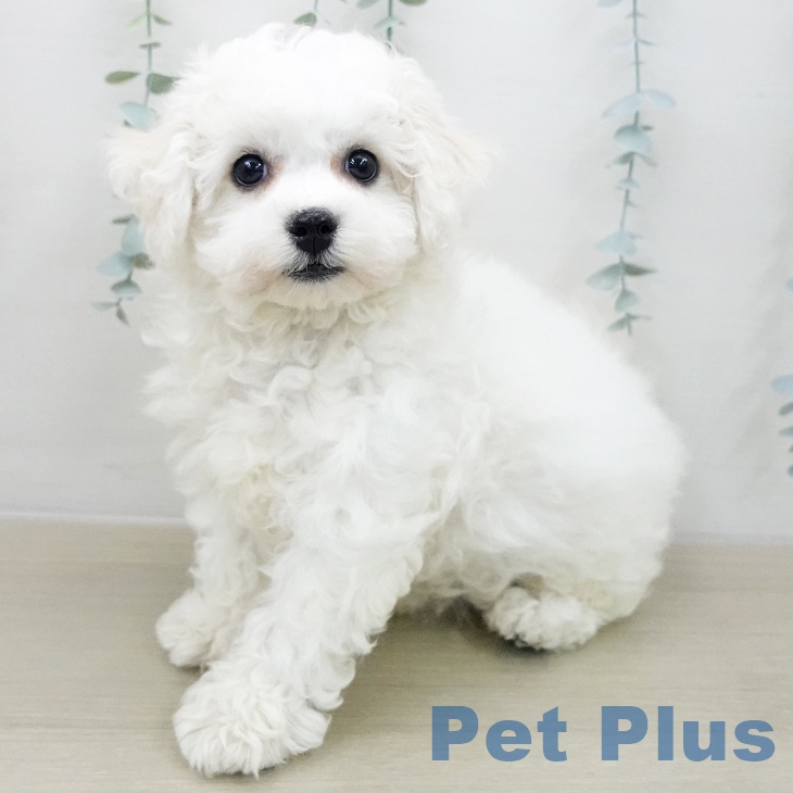 ビション・フリーゼ