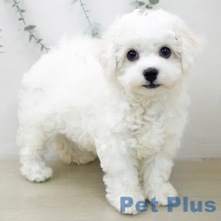 ビション・フリーゼの写真2