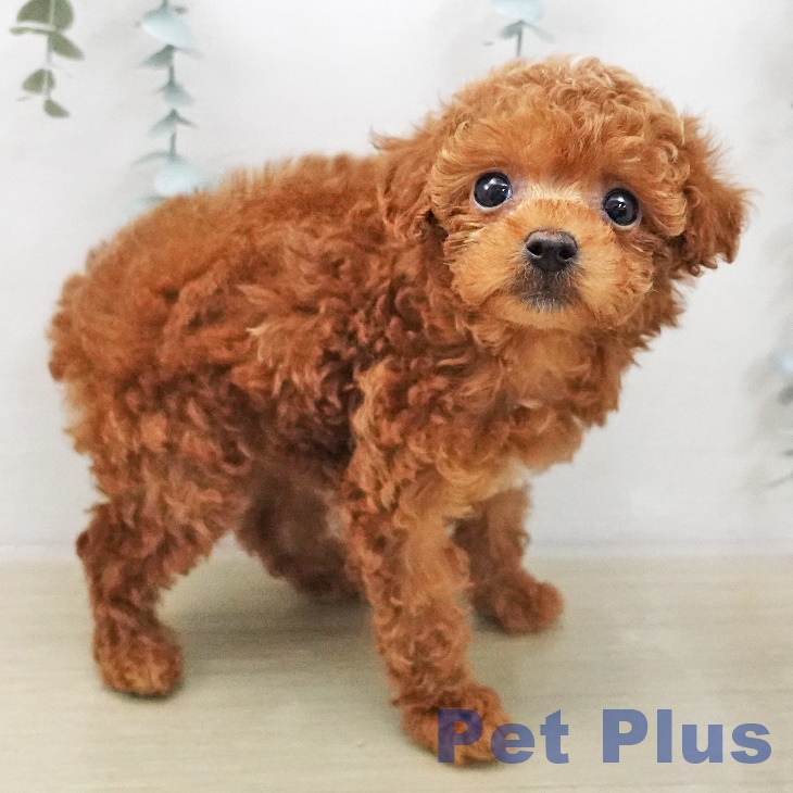 トイ・プードル