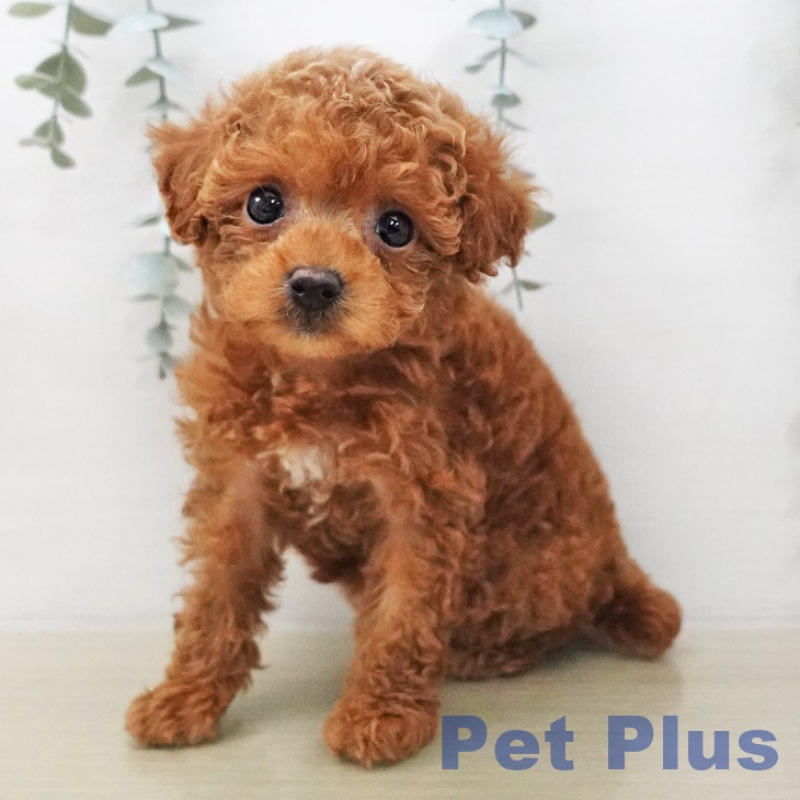 トイ・プードルの写真2