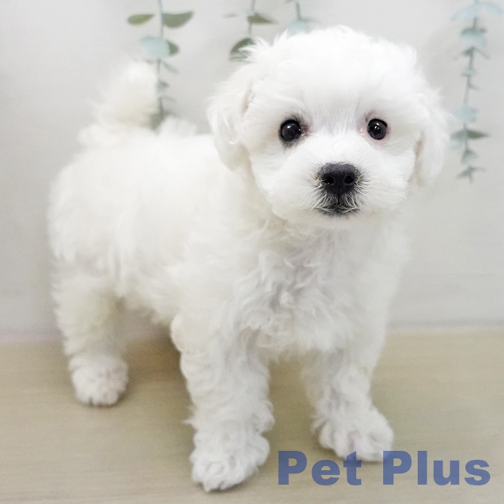 ビション・フリーゼの写真2