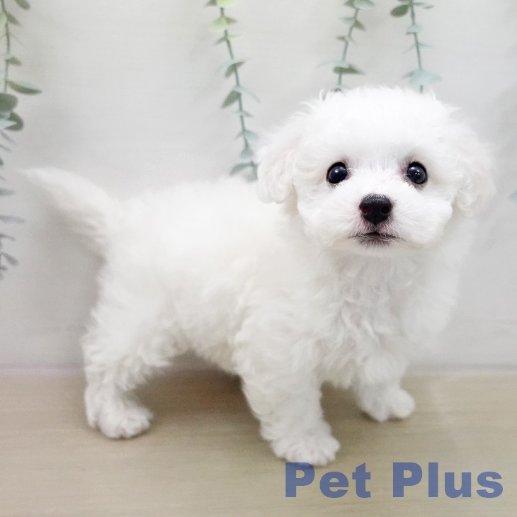 ビション・フリーゼの写真2