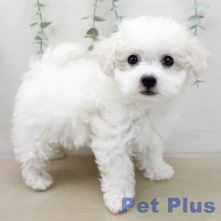 ビション・フリーゼ