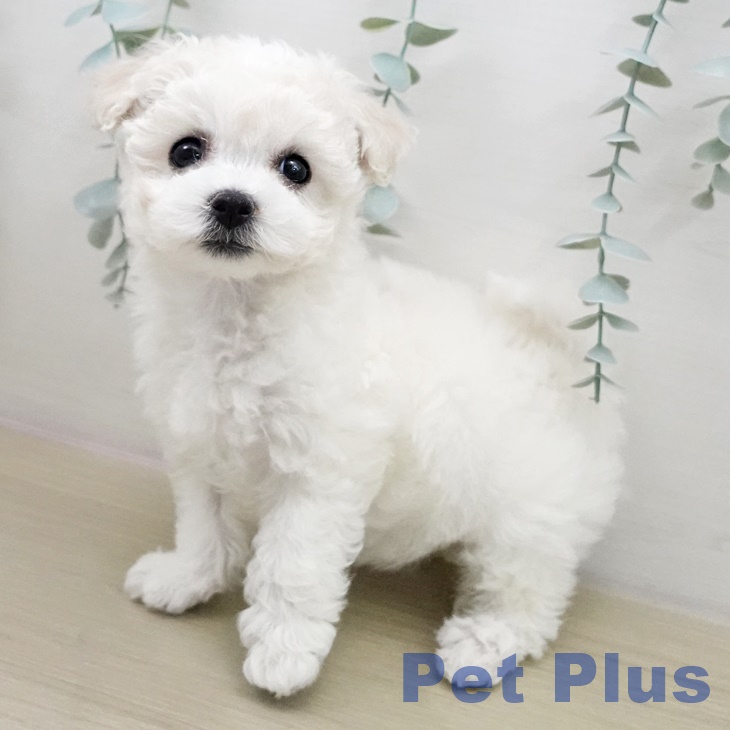 ビション・フリーゼ