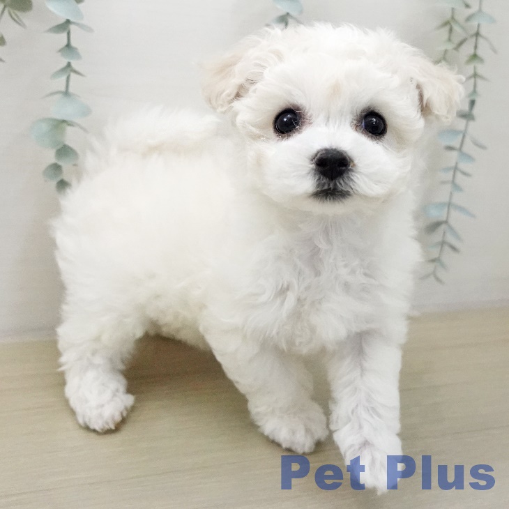 ビション・フリーゼの写真2