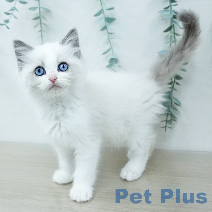 ラグドールの写真2