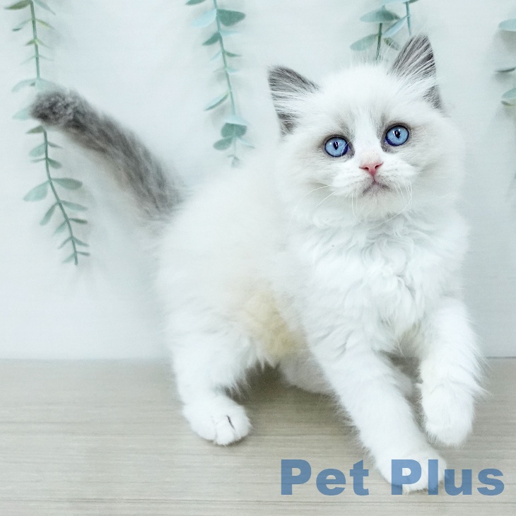 ラグドールの写真2