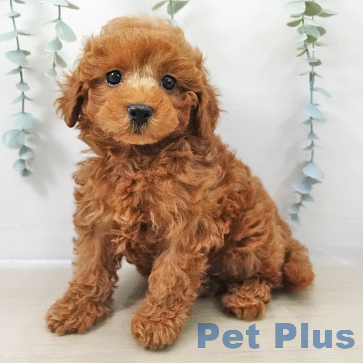 トイ・プードル