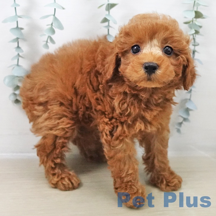 トイ・プードルの写真2