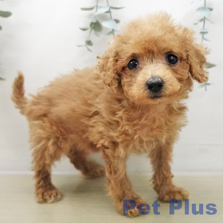 トイ・プードルの写真2