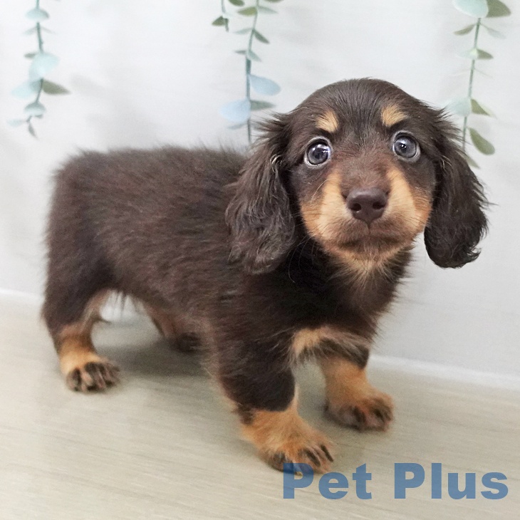 ミニチュア・ダックスフンド