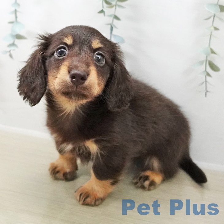 ミニチュア・ダックスフンドの写真2