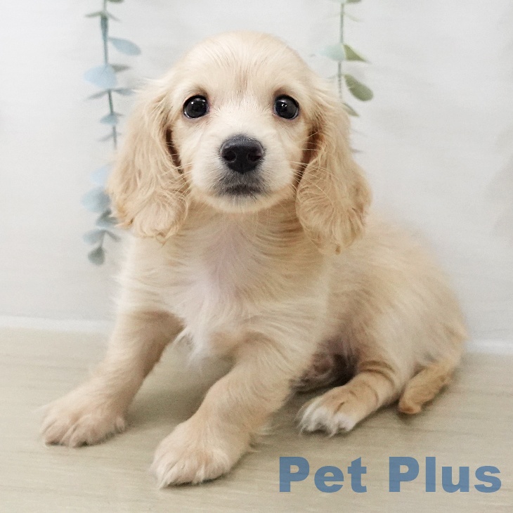 ミニチュア・ダックスフンド