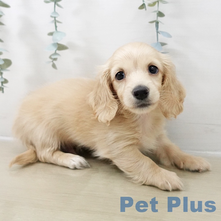 ミニチュア・ダックスフンドの写真2